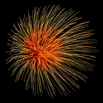 Golden firework explosion