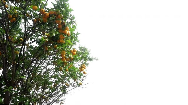 Real tree corner citrus sinensis isolated in movement - 04 sunny day with alpha channel ready to insert in your #vfx works as a separate layer