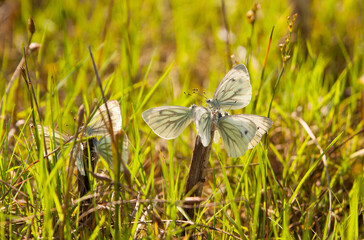 Close up view of cabbage butterfly morning drinking.