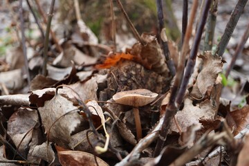 Small mushroom in dry leaves