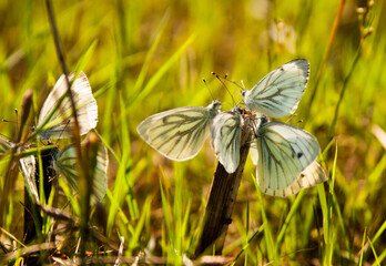 Close up view of cabbage butterfly morning drinking.