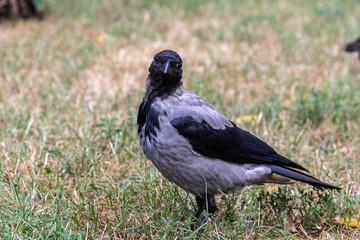 Portrait of a young crow on a blurry background. Close-up. Warm summer day in the park. Wild nature. City birds.