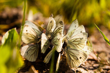 Close up view of cabbage butterfly morning drinking.