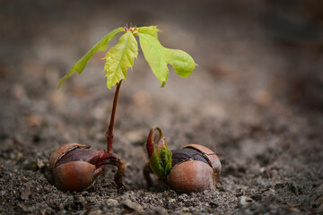 Two growing oak jerks