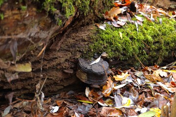 Tinder fungus on dead wood