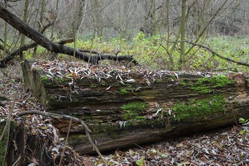 big fallen tree