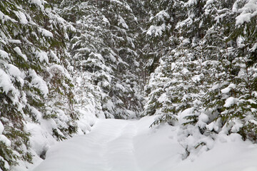 Winter spruce forest covered with snow.