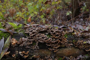 Many mushrooms on the dead wood