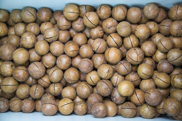 Macadamia nuts are brown with open shells. Fruits nuts vegetables berries useful products agriculture.