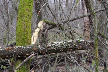 Deadwood 