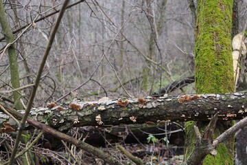 Obraz premium dead wood in small fungi