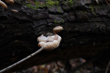 Little tinder fungus from which a branch grows
