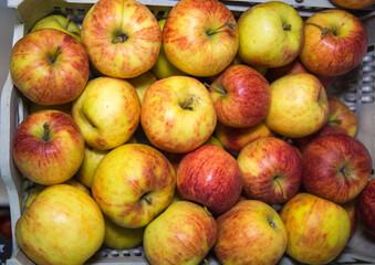 Honey crunch apples are a beautiful red green color. Fruits vegetables berries useful products agriculture.