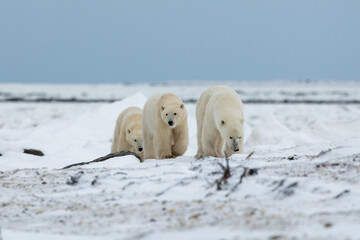 Mom and two cubs walking across the arctic tundra in Churchill, Manitoba during their migration to the sea ice. Mum leading the polar bear whiel sniffing the ground. 