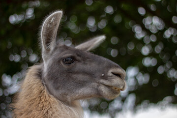 Fototapeta premium A close up of a gray-faced llama looking towards the right while at a farm. 