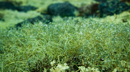 Close up view of drops  on moss in tundra with lichen stones background in summer time. Hibiny,...