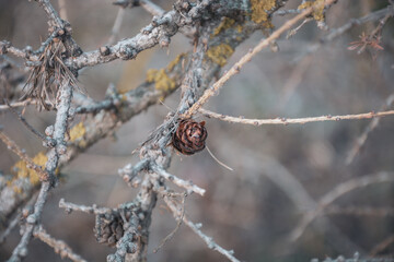 A pine cone hangs on a branch .