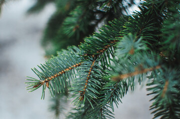 creative layout of blue spruce branches. Template for design for Christmas holidays.