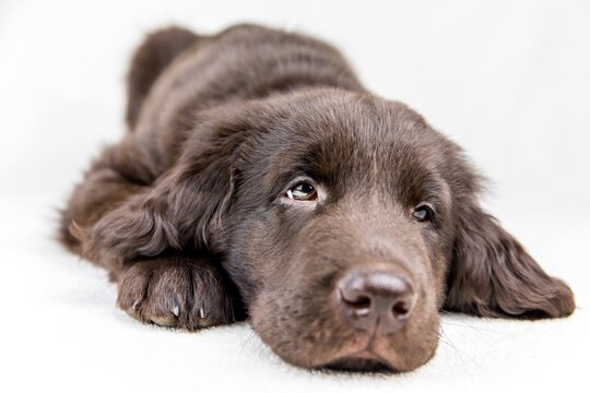 Brown flat coated retriever puppy. Dog's eyes. Retriever on a white background. Hunting dog puppy.