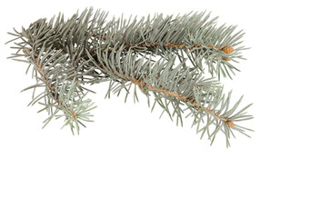 blue spruce branch isolated on white background