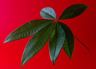 Bright  green leaf Pachira aquatica  on a red background. Guiana chestnut or money tree.