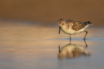Nature and birds. Colorful nature background. Little Stint.