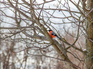 Male eurasian or common bullfinch (pyrrhula pyrrhula)on a Rowan branch. Birds in winter.
