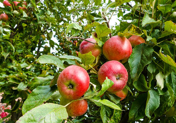  red apples on the tree