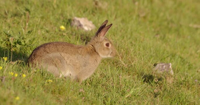 Rabbit in grassy field, Compton Abbas, Dorset, UK