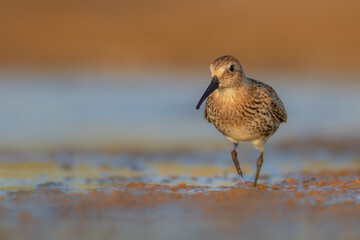 Nature and birds. Colorful nature background. Dunlin.