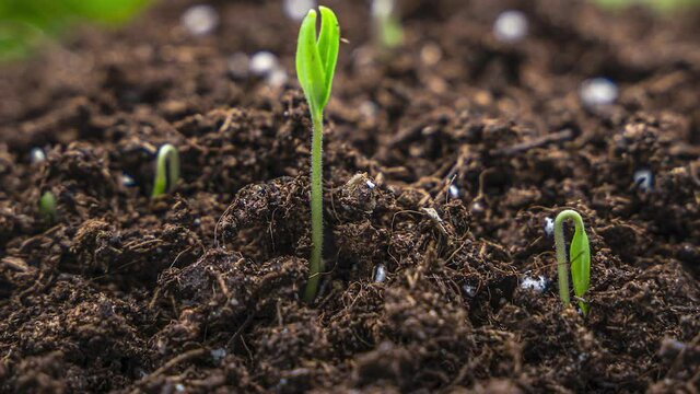 Plants growing in spring timelapse 4k, sprouts germinating newborn plant in agriculture in greenhouse