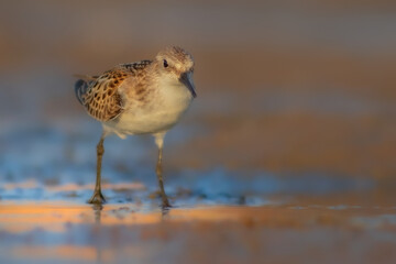 Nature and birds. Colorful nature background. Little Stint.