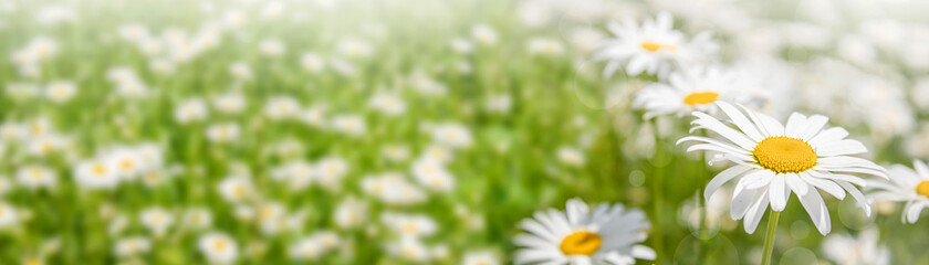 Background banner field of chamomile flowers in sunlight. Summer daisies. Chamomile spring flower background