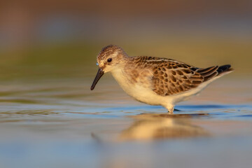 Nature and birds. Colorful nature background. Little Stint.