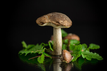 Uncultivated organic forest mushrooms on black background