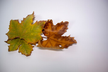 Winter leaves on white background