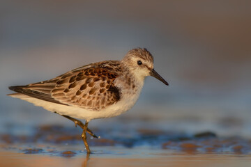 Nature and birds. Colorful nature background. Little Stint.