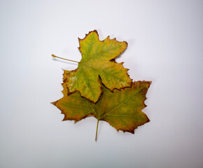 Winter leaves on white background