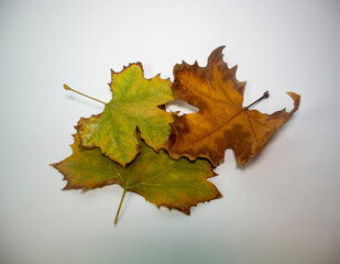 Winter leaves on white background