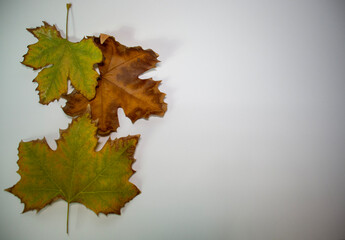 Winter leaves on white background