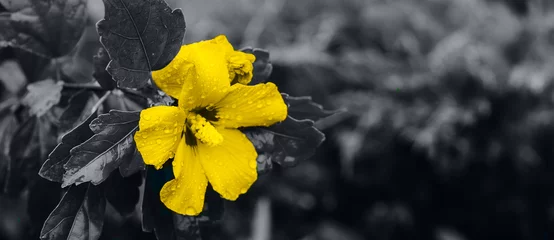 Farbkonzept des Jahres 2021. Ultimate Grey, Illuminating. Gelbe Blumen. Bannerbild, Kopierbereich © Anikonaann