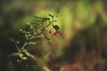Wild berries growing in a forest in Ontario, Canada.