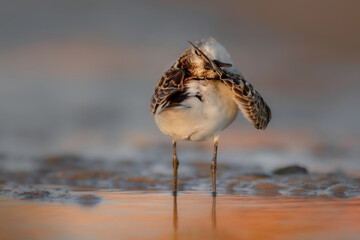 Nature and birds. Colorful nature background. Little Stint.
