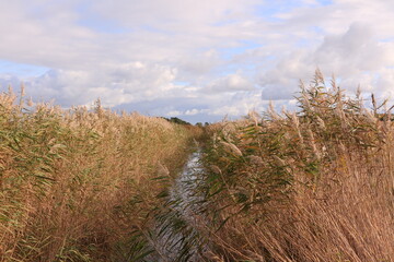 Blick auf die Dünenlandschaft des Ostseebades Prerow in Mecklenburg-Vorpommern