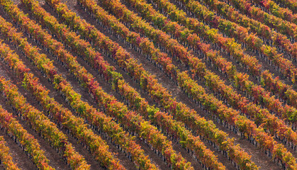 Vineyard in aturmn, La Rioja, Alava, Basque Country, Spain, Europe