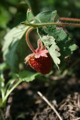 strawberry in the garden