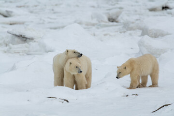 Three bears, mom and two cubs on the shores of Hudson Bay in northern Canada, Churchill. Mum resting its head of the cub watching in the distance. 