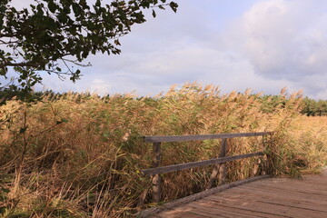 Blick auf die Dünenlandschaft des Ostseebades Prerow in Mecklenburg-Vorpommern