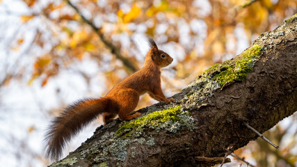 squirrel on a tree in the sunlight