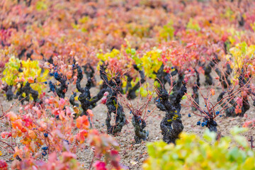 Vineyard in aturmn, La Rioja, Alava, Basque Country, Spain, Europe